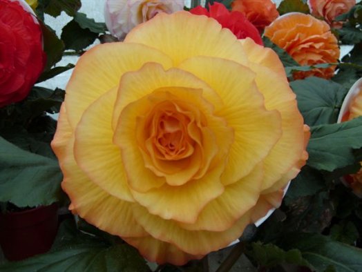 B. ‘Fantasia’